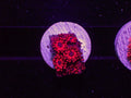 Red Goni - WYSIWYG 42