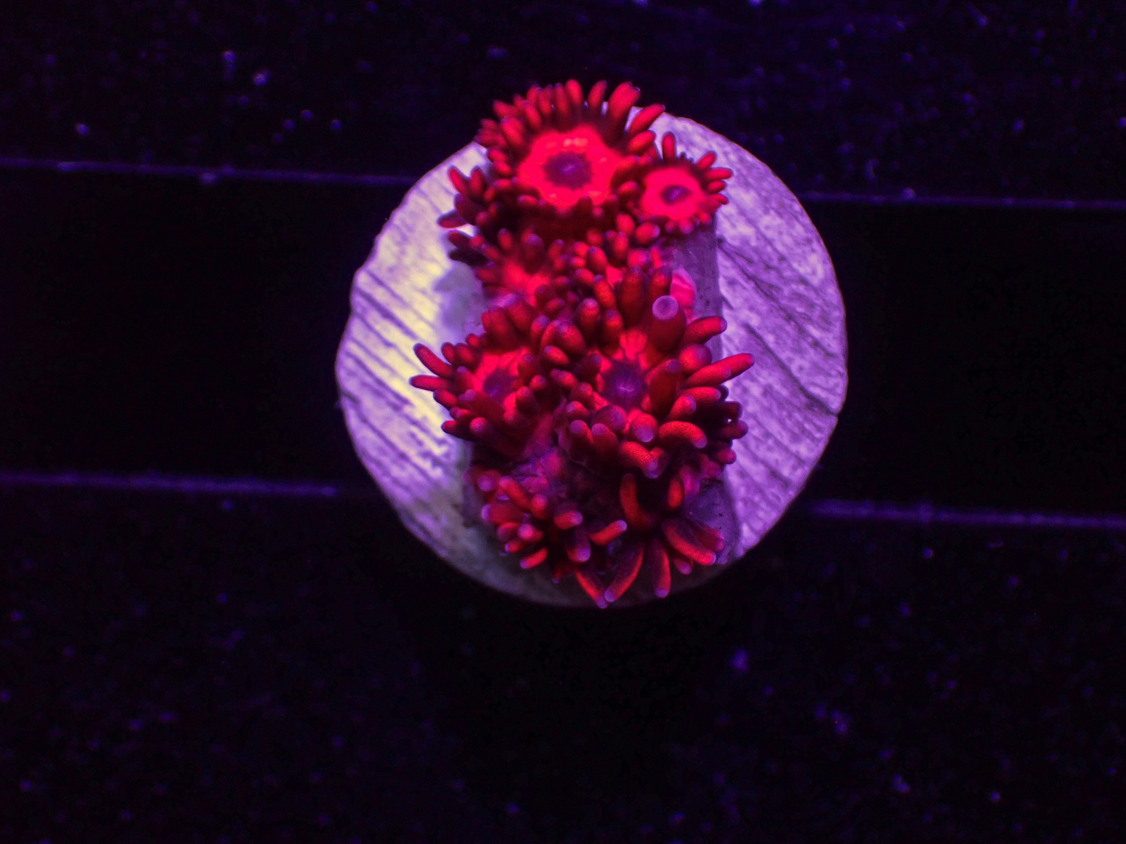 Red Goni - WYSIWYG 53