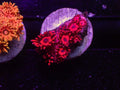 Red Goni - WYSIWYG 62