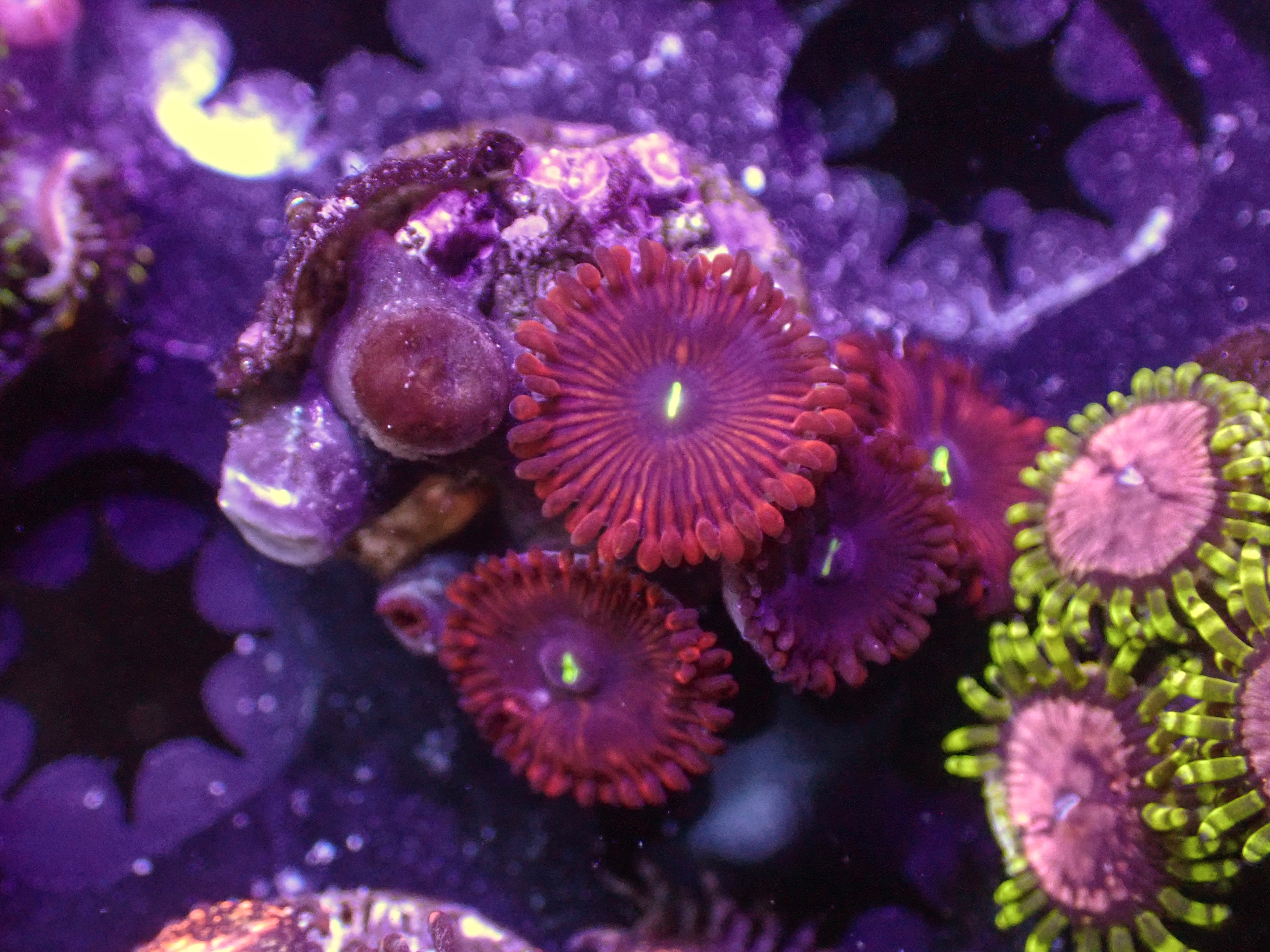 Red Zoa - WYSIWYG 149