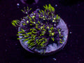 Green Star Polyp