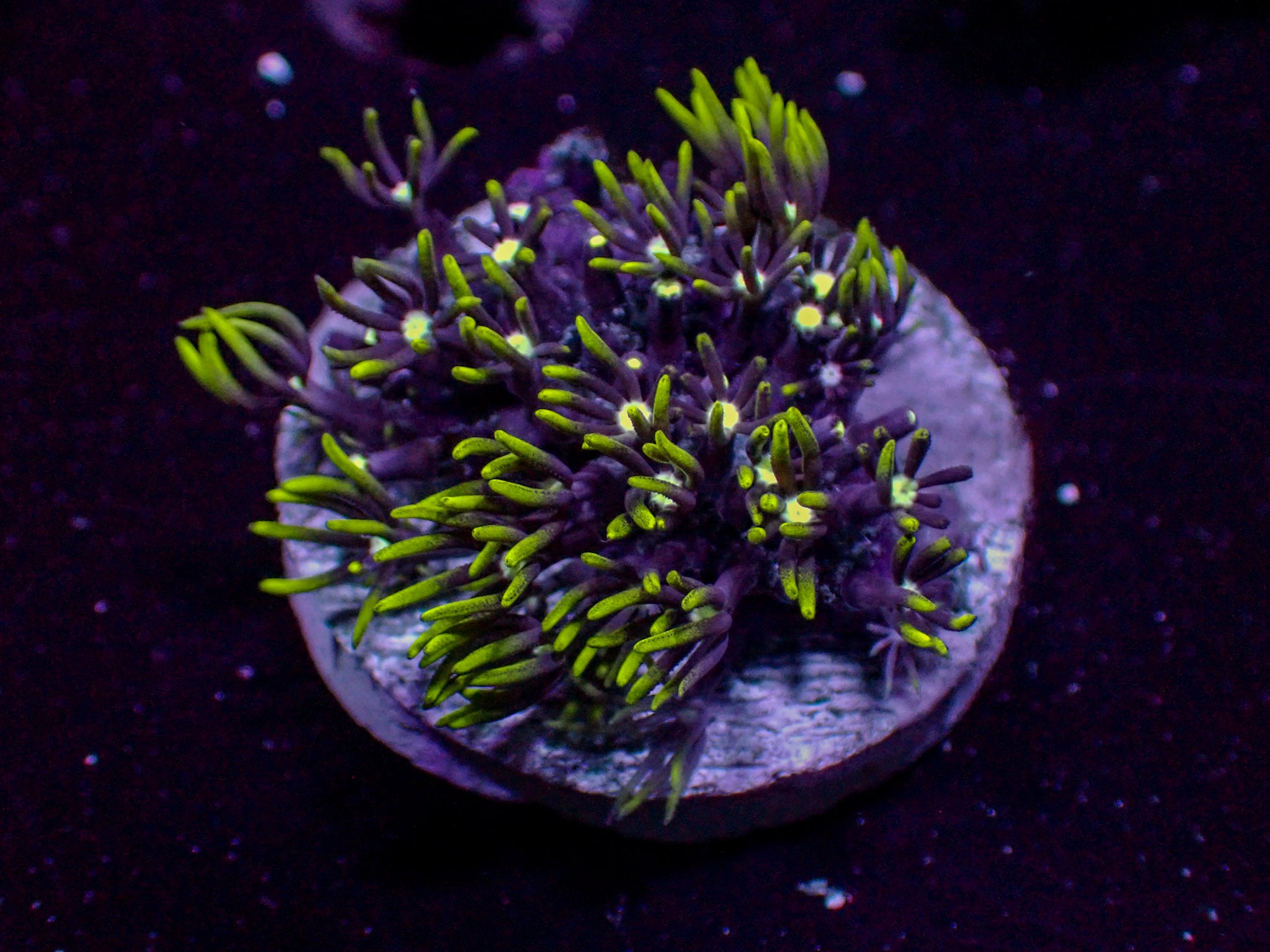 Green Star Polyp