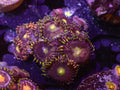 Sparkle Zoa - WYSIWYG 144