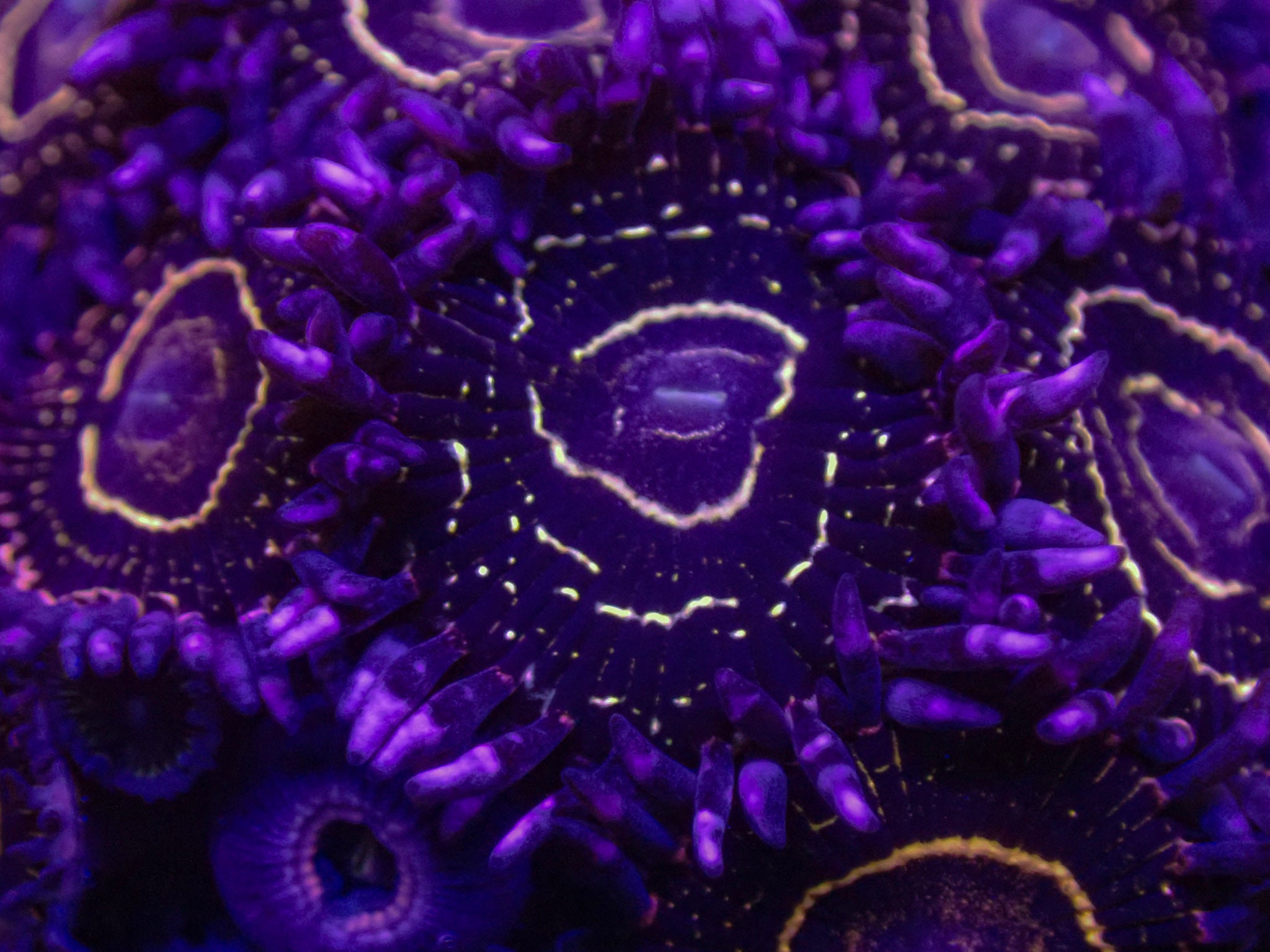 Stratosphere Zoa