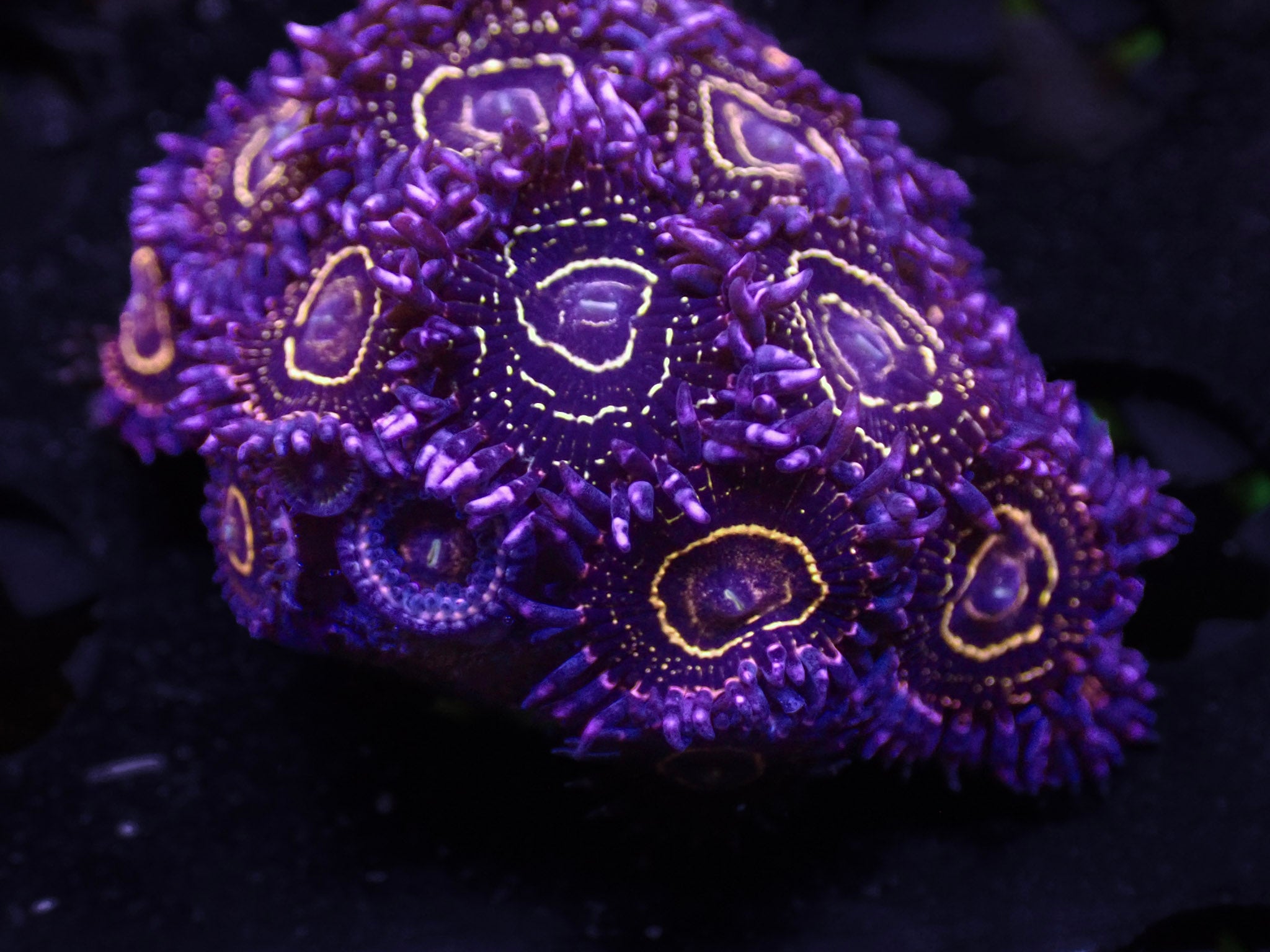 Stratosphere Zoa