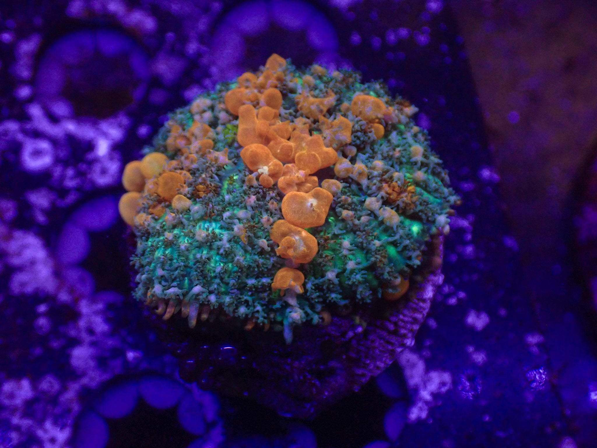 Sunkist Bounce Mushroom - WYSIWYG 181