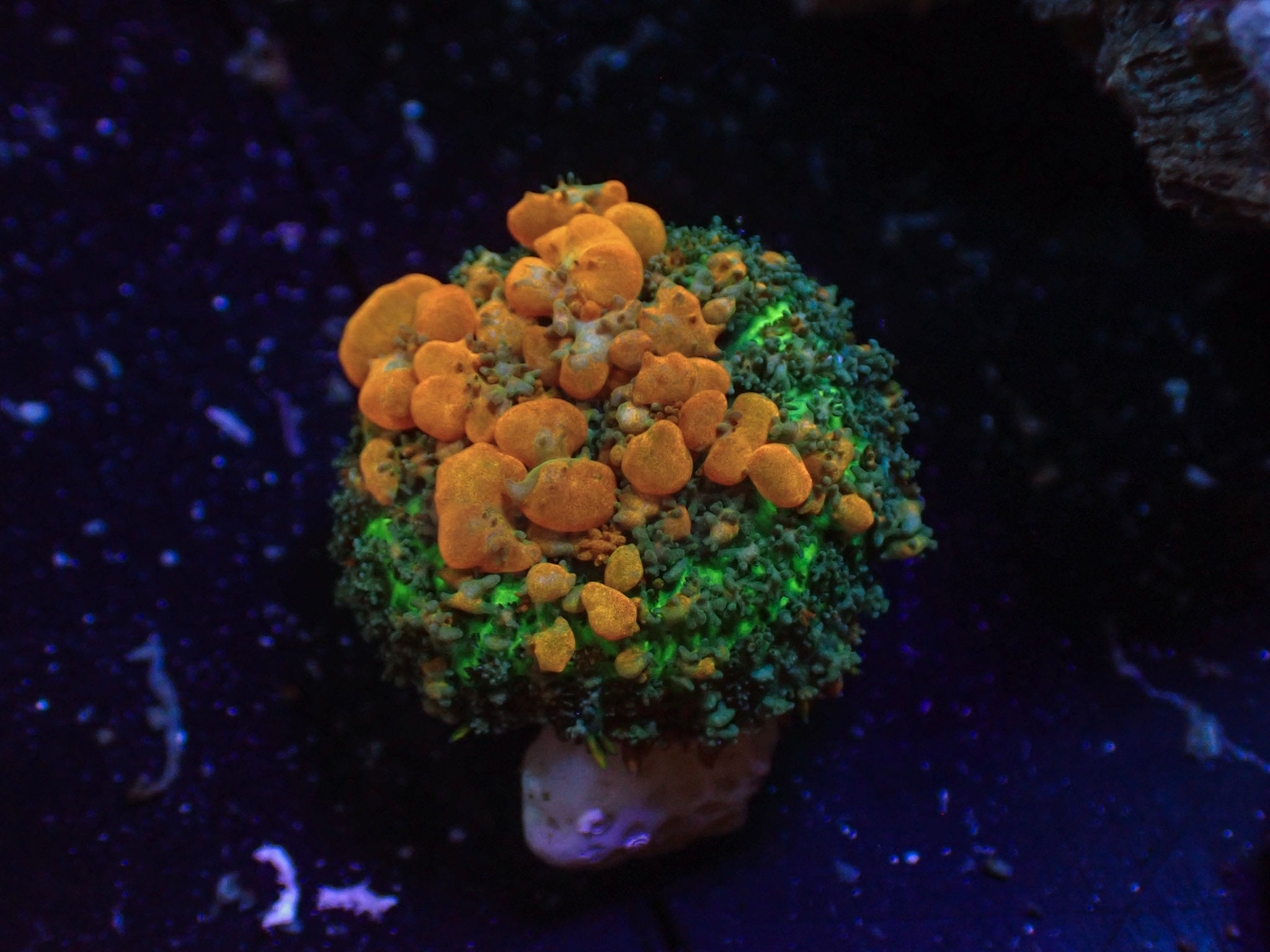 Sunkist Bounce Mushroom - WYSIWYG 190