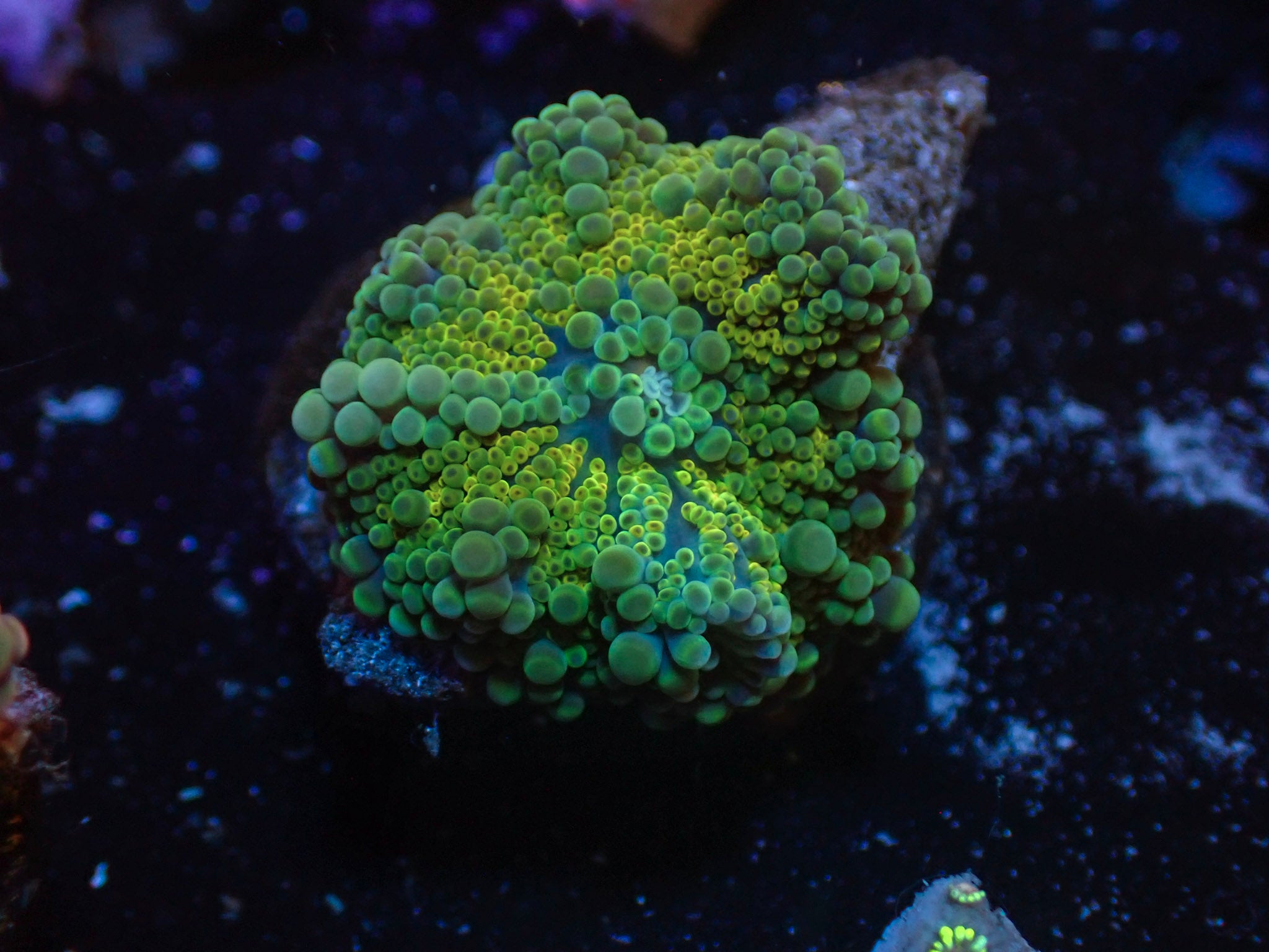 Super Green Yuma - WYSIWYG 198