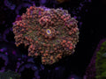 Sweet Gum Yuma - WYSIWYG 22