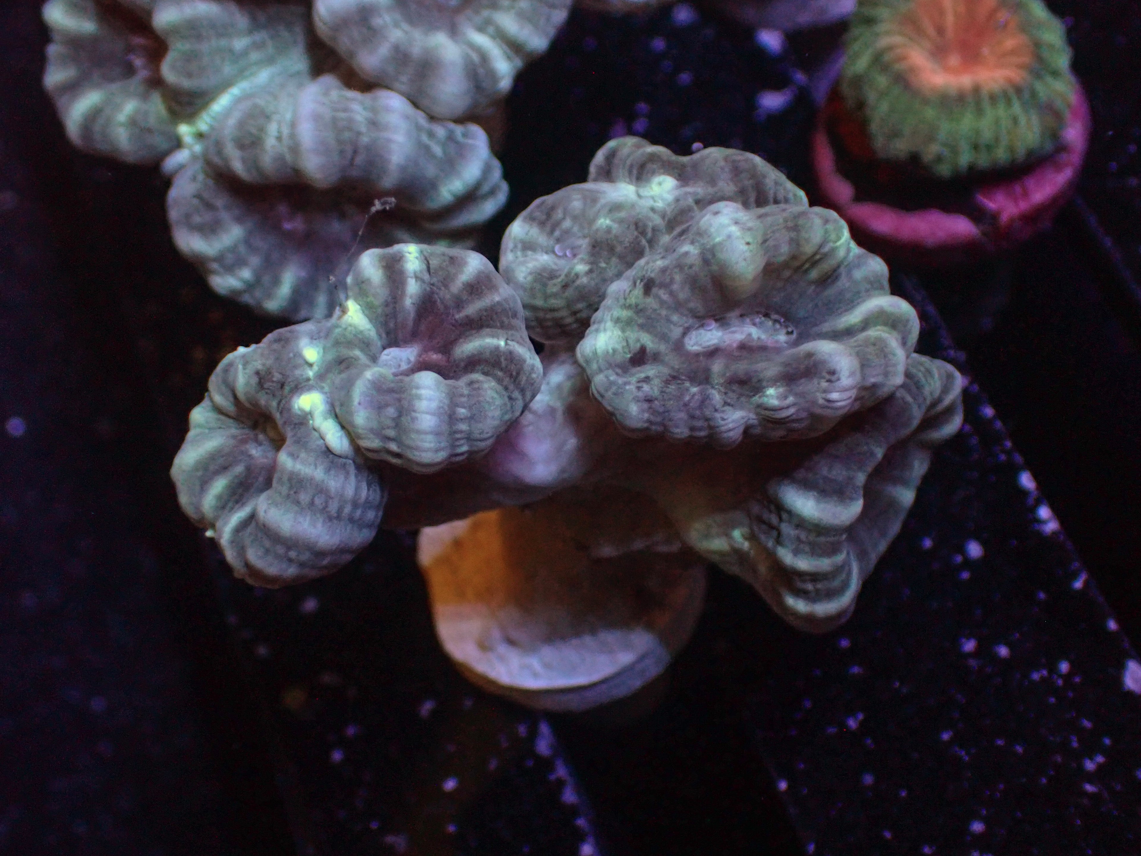 Teal Candy Cane - WYSIWYG 90