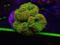 Ultra Tequila Sunrise Mushroom - WYSIWYG 131