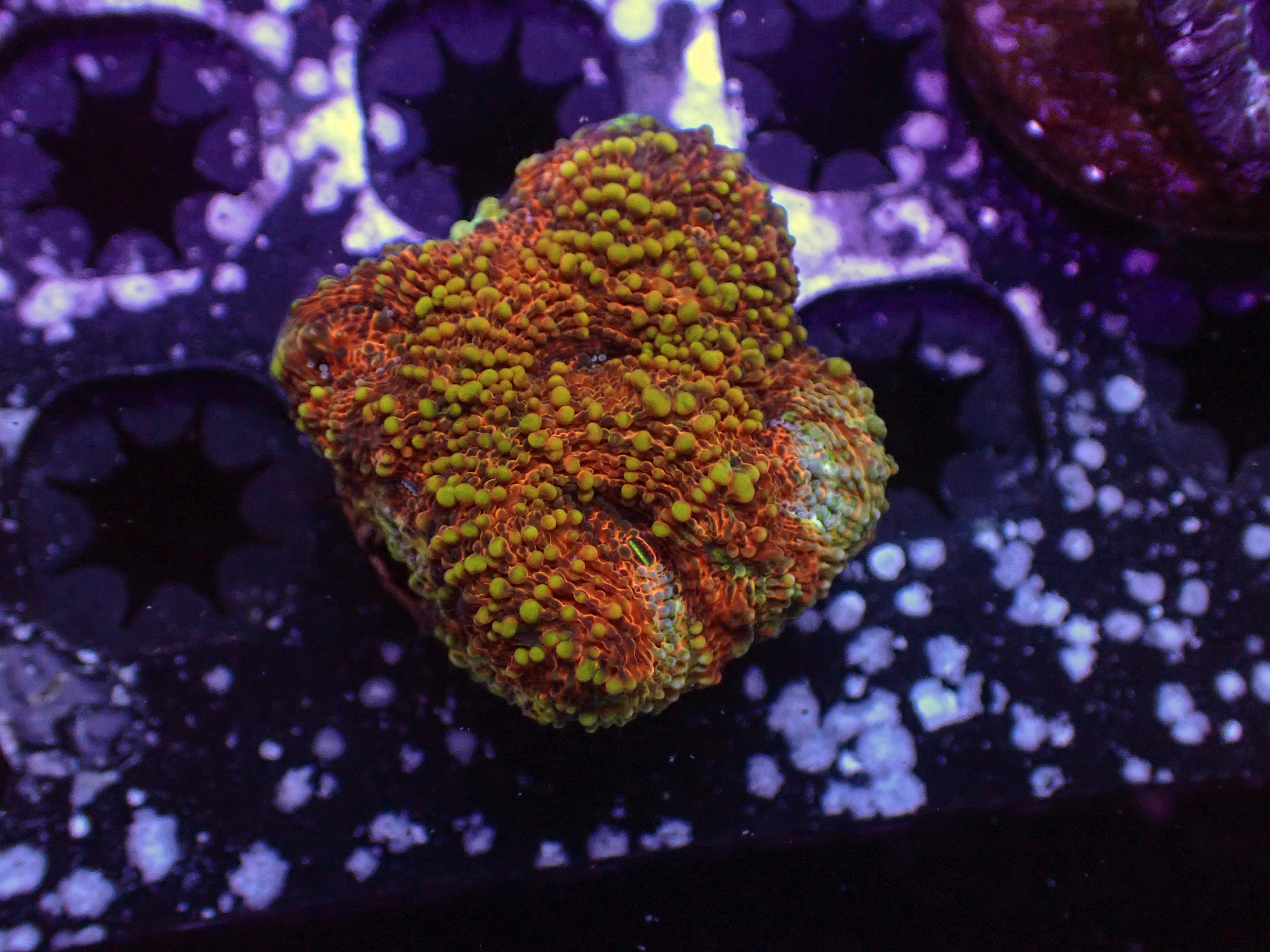 Tiki Torch Acan Echinata - WYSIWYG 113
