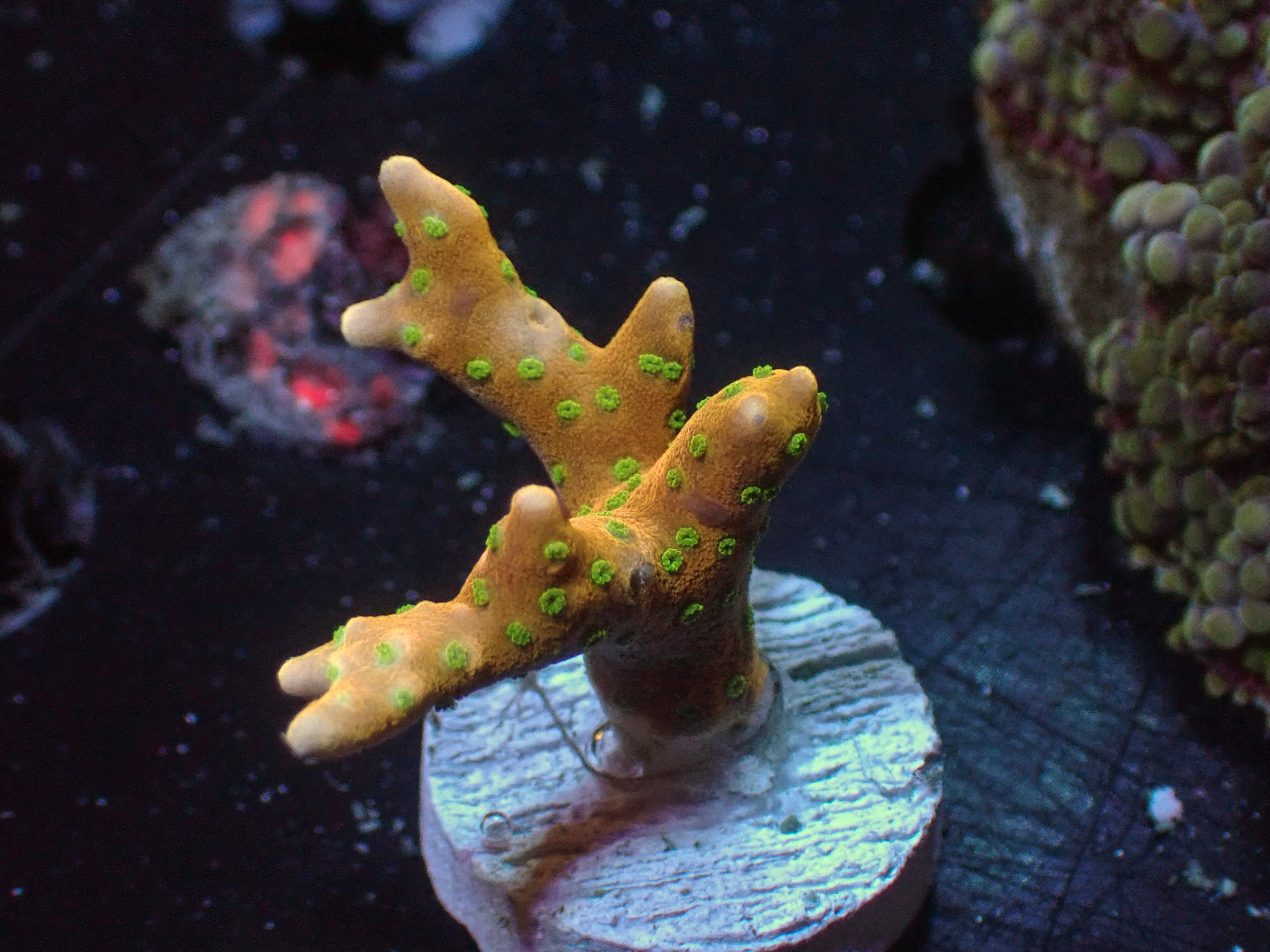 Tropicana Anacropora - WYSIWYG 175