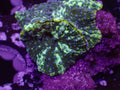 Turtleshell Disco - WYSIWYG 23