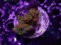 Ultra Rhodactis Mushroom - WYSIWYG 35