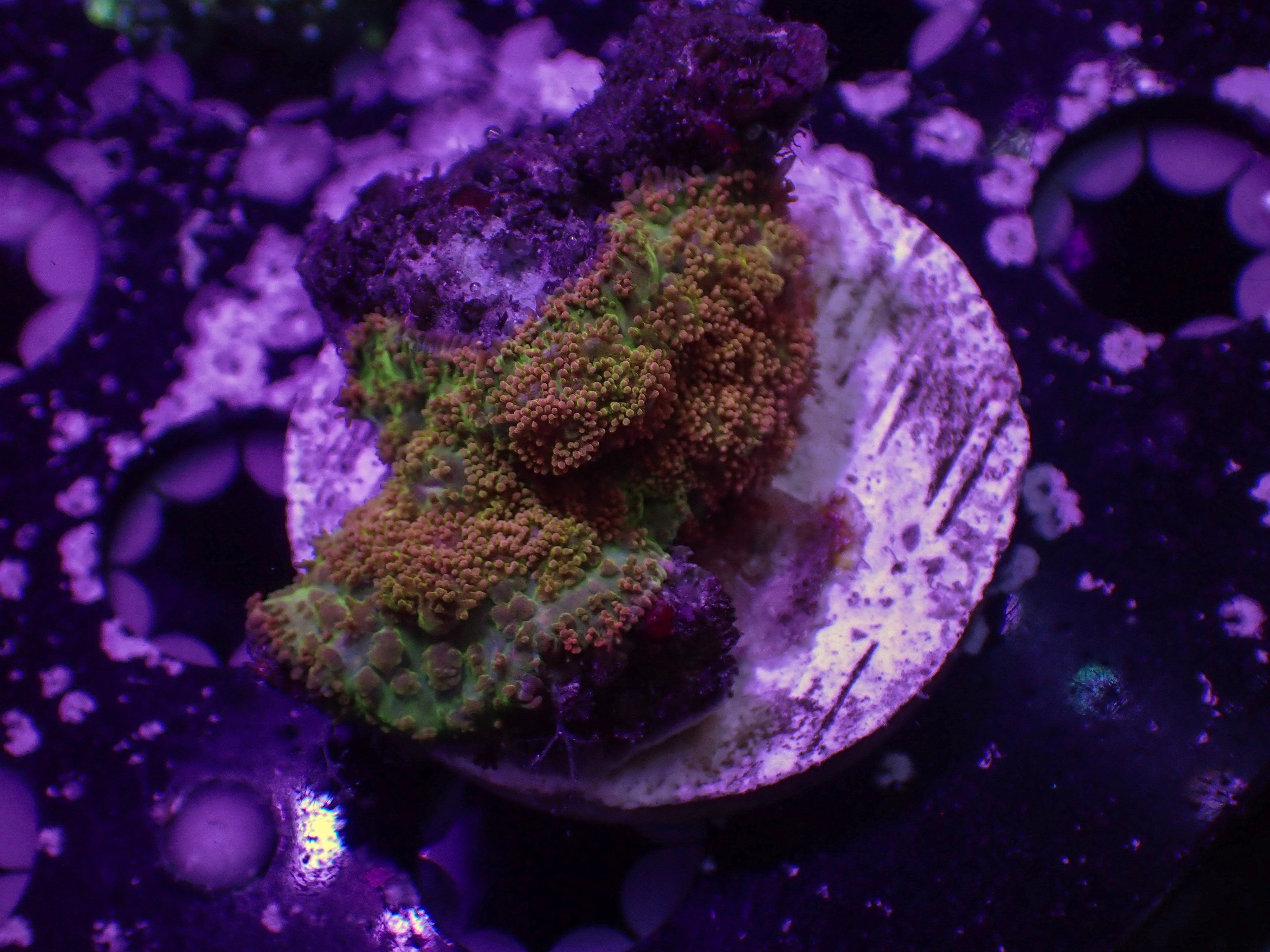 Ultra Rhodactis Mushroom - WYSIWYG 35