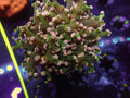 Ugly Duck Octospawn - WYSIWYG 126