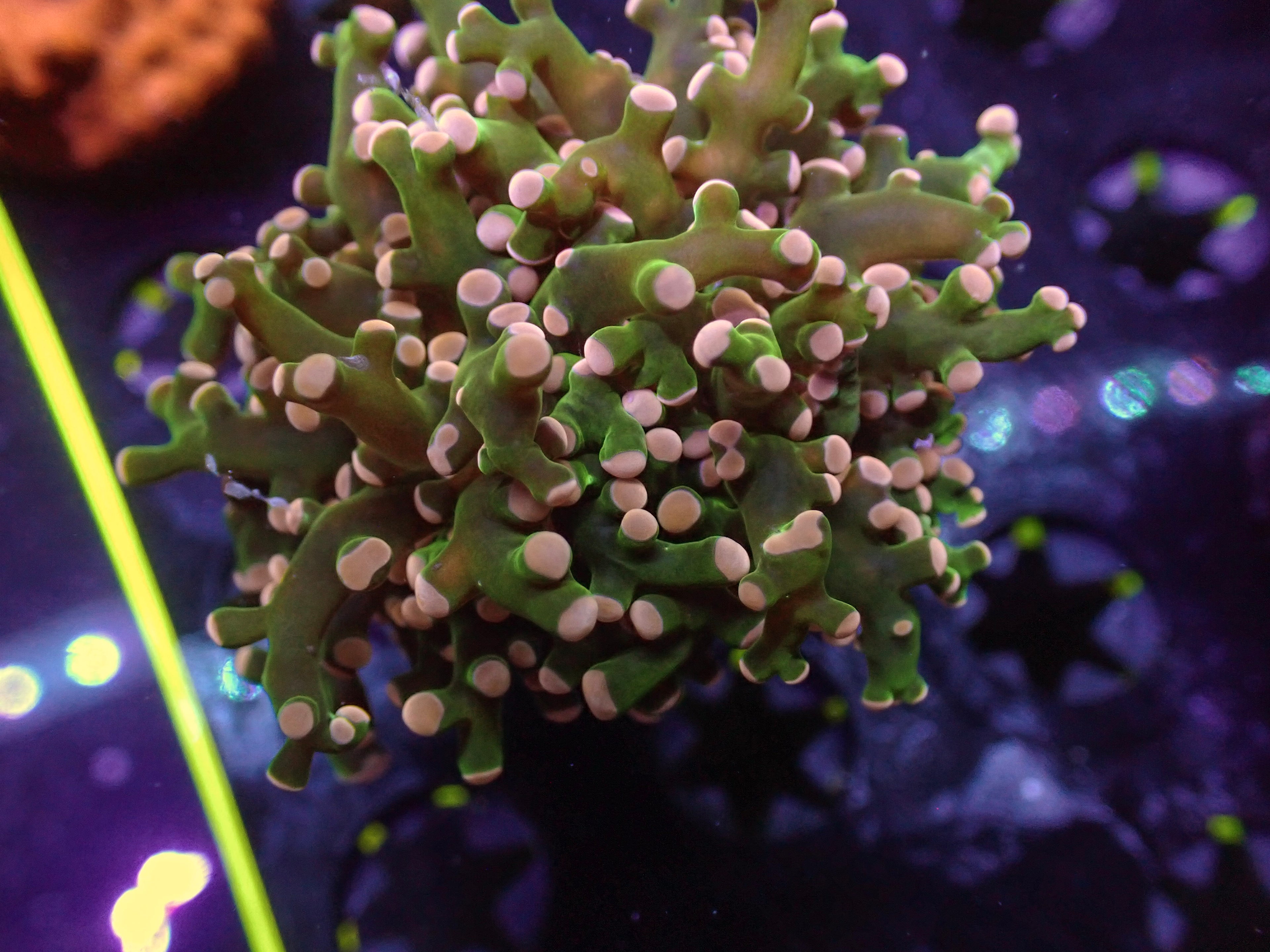Ugly Duck Octospawn - WYSIWYG 126