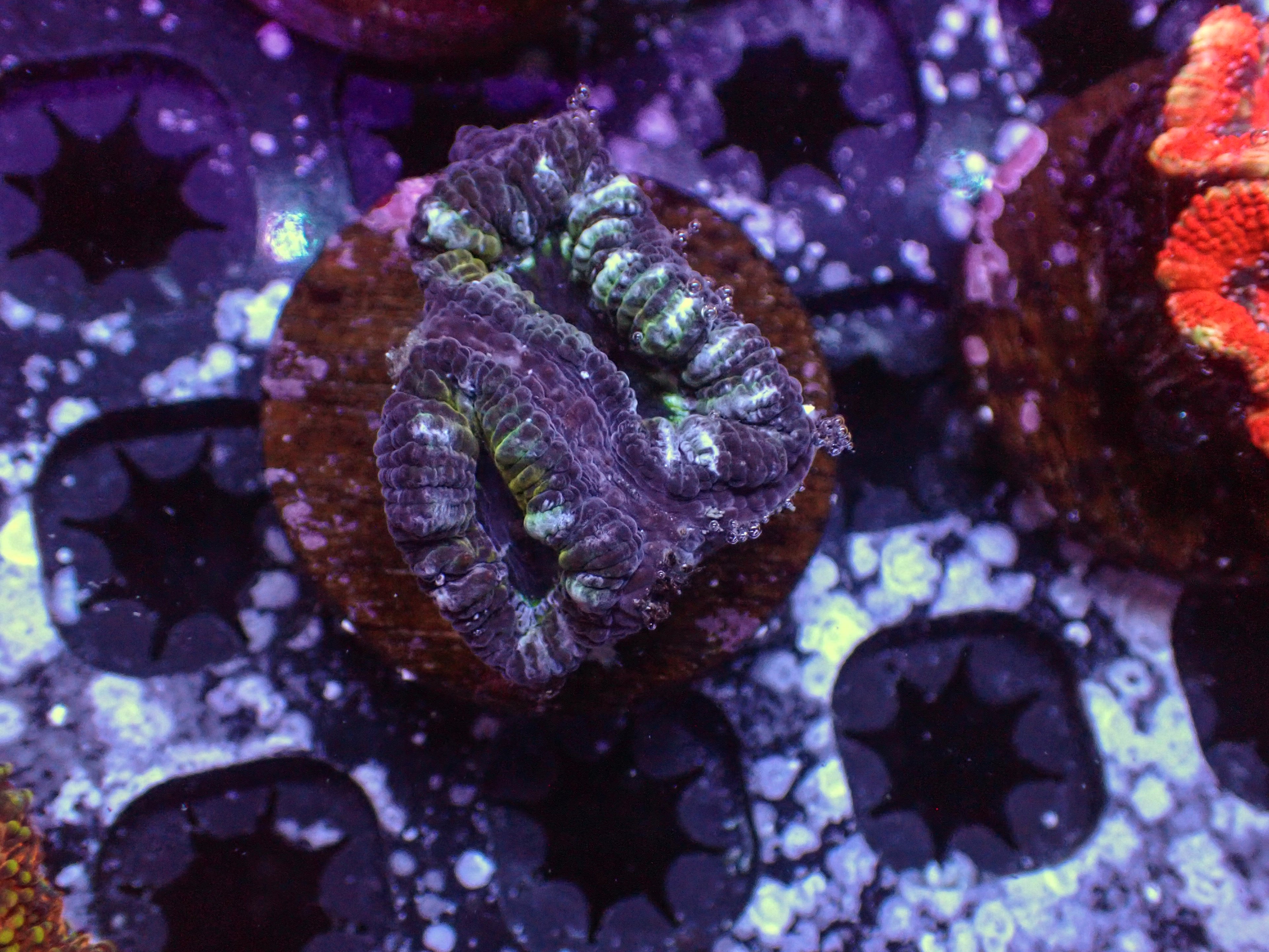 Ultra Acan - WYSIWYG 114