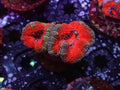 Ultra Acan - WYSIWYG 115