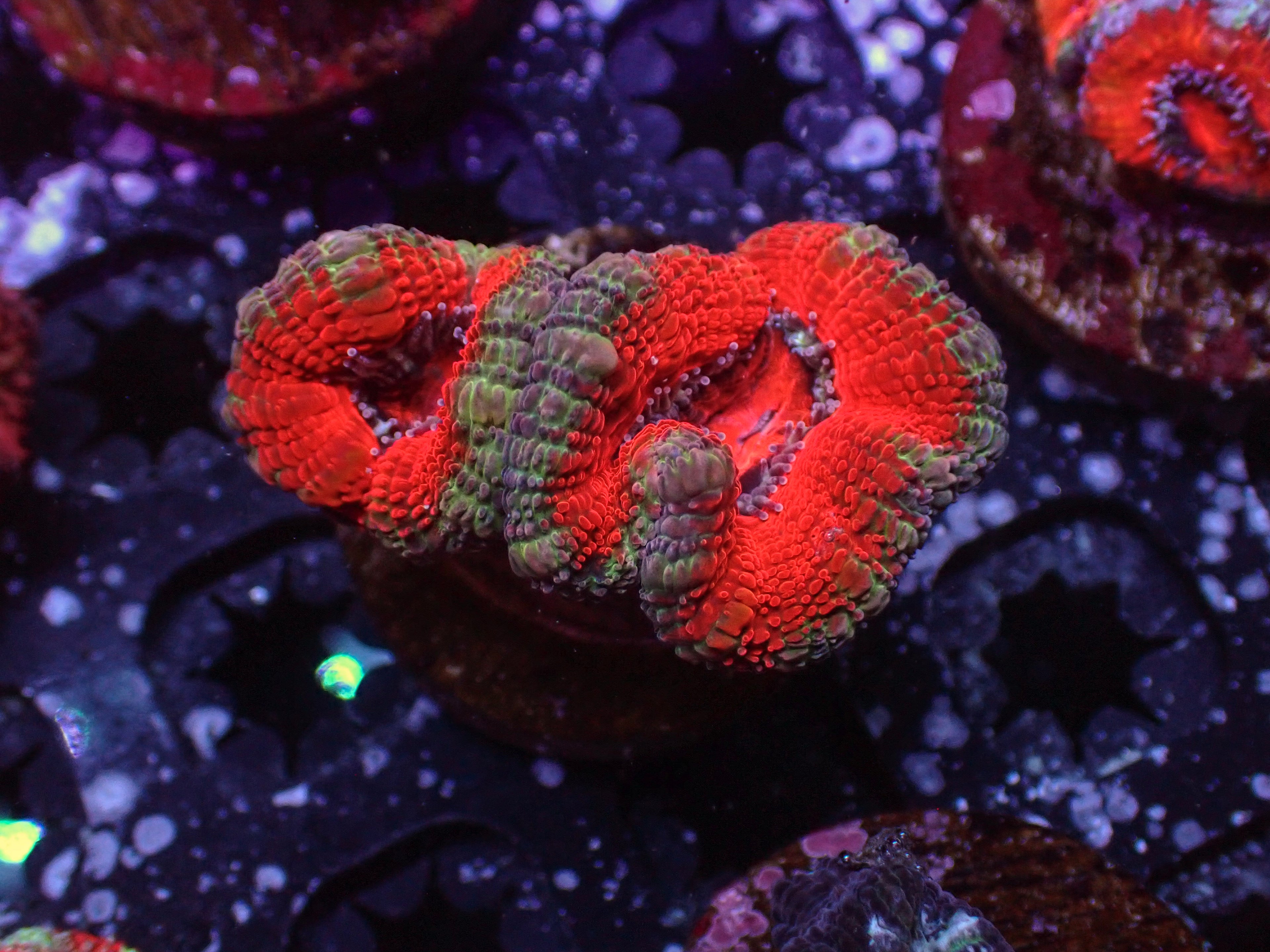 Ultra Acan - WYSIWYG 115