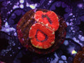 Ultra Acan - WYSIWYG 116