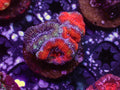 Ultra Acan - WYSIWYG 118