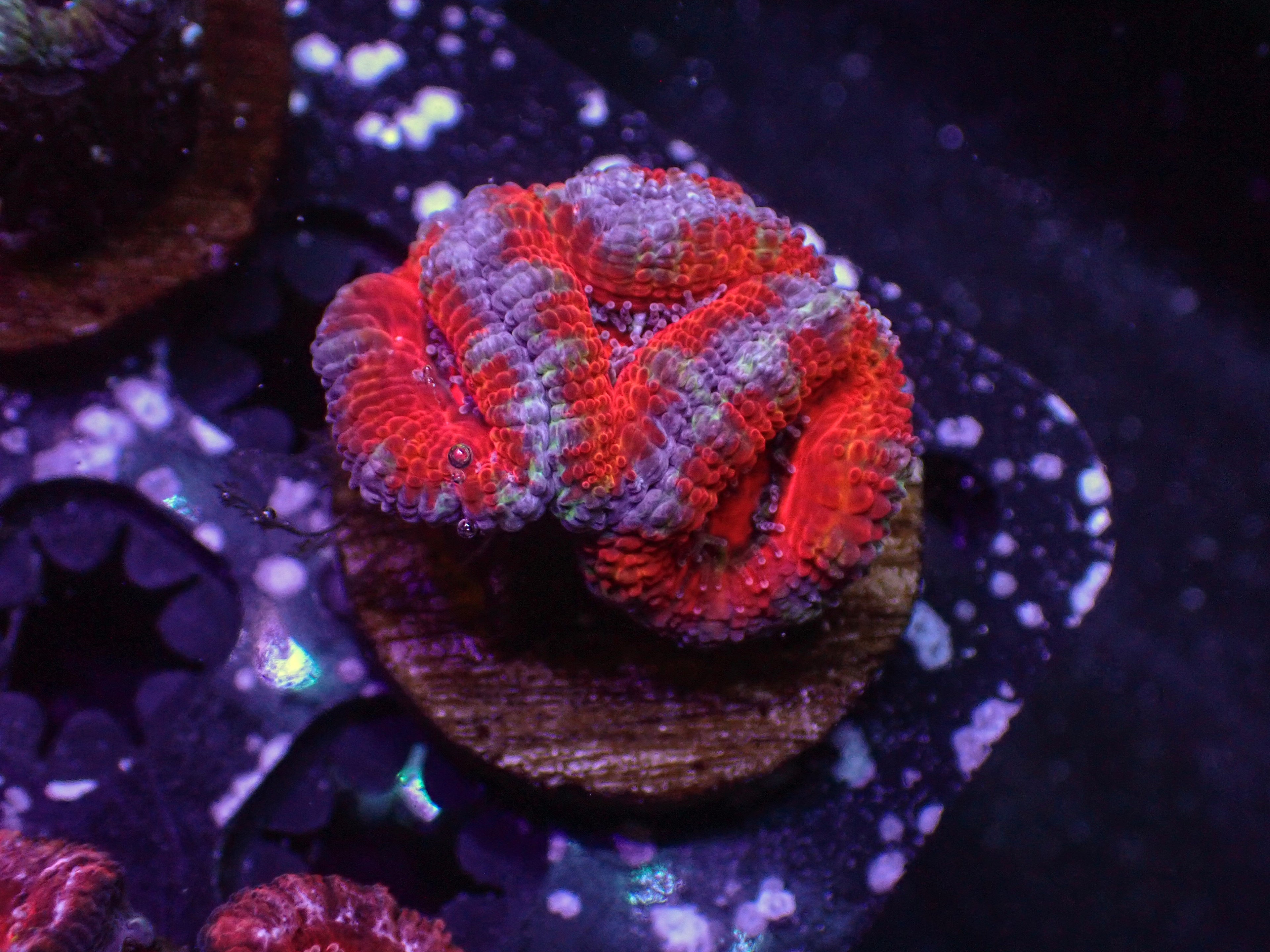 Ultra Acan - WYSIWYG 119