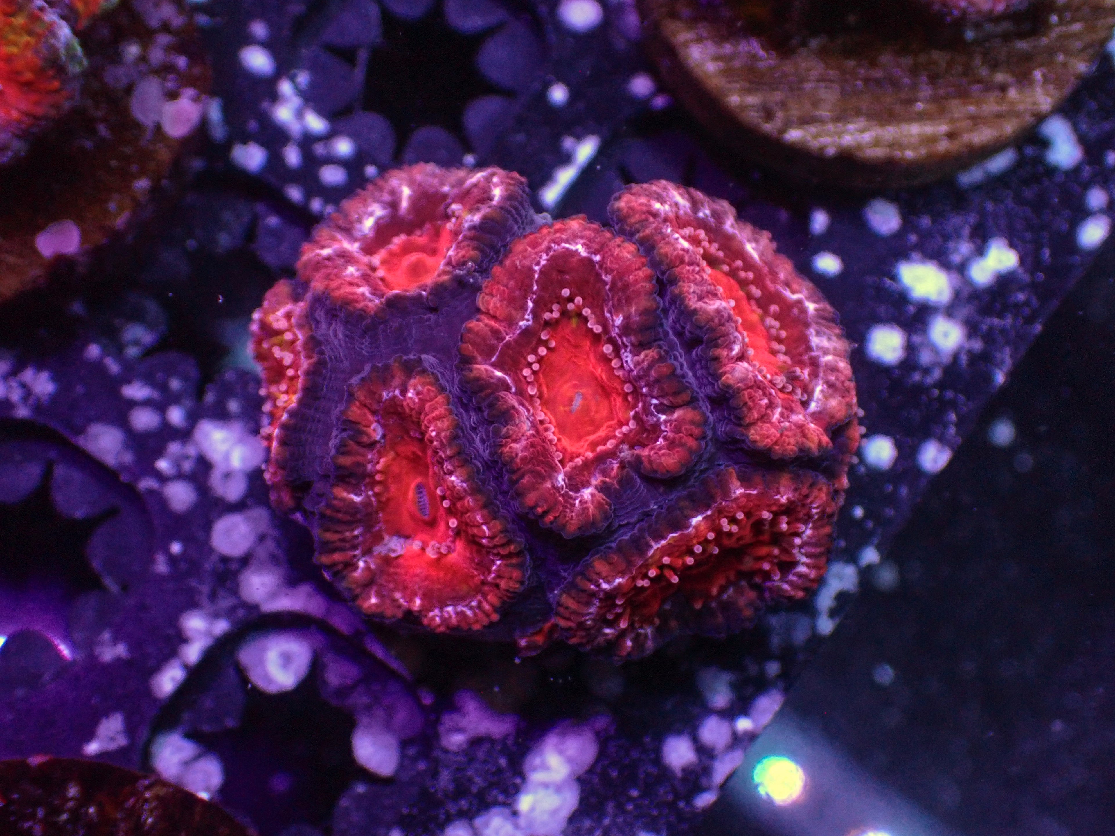 Ultra Acan - WYSIWYG 120