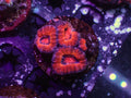 Ultra Acan - WYSIWYG 121
