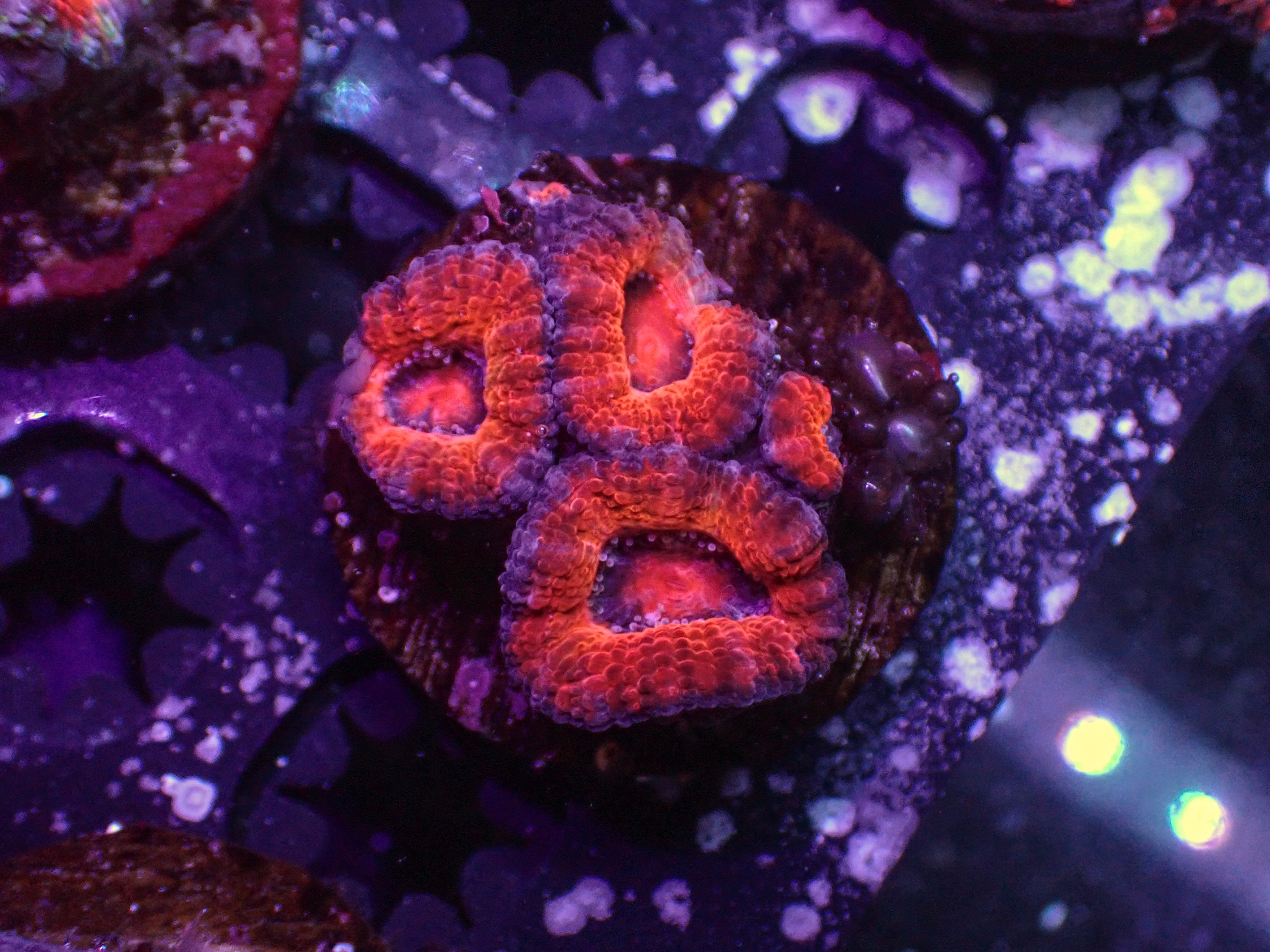 Ultra Acan - WYSIWYG 121