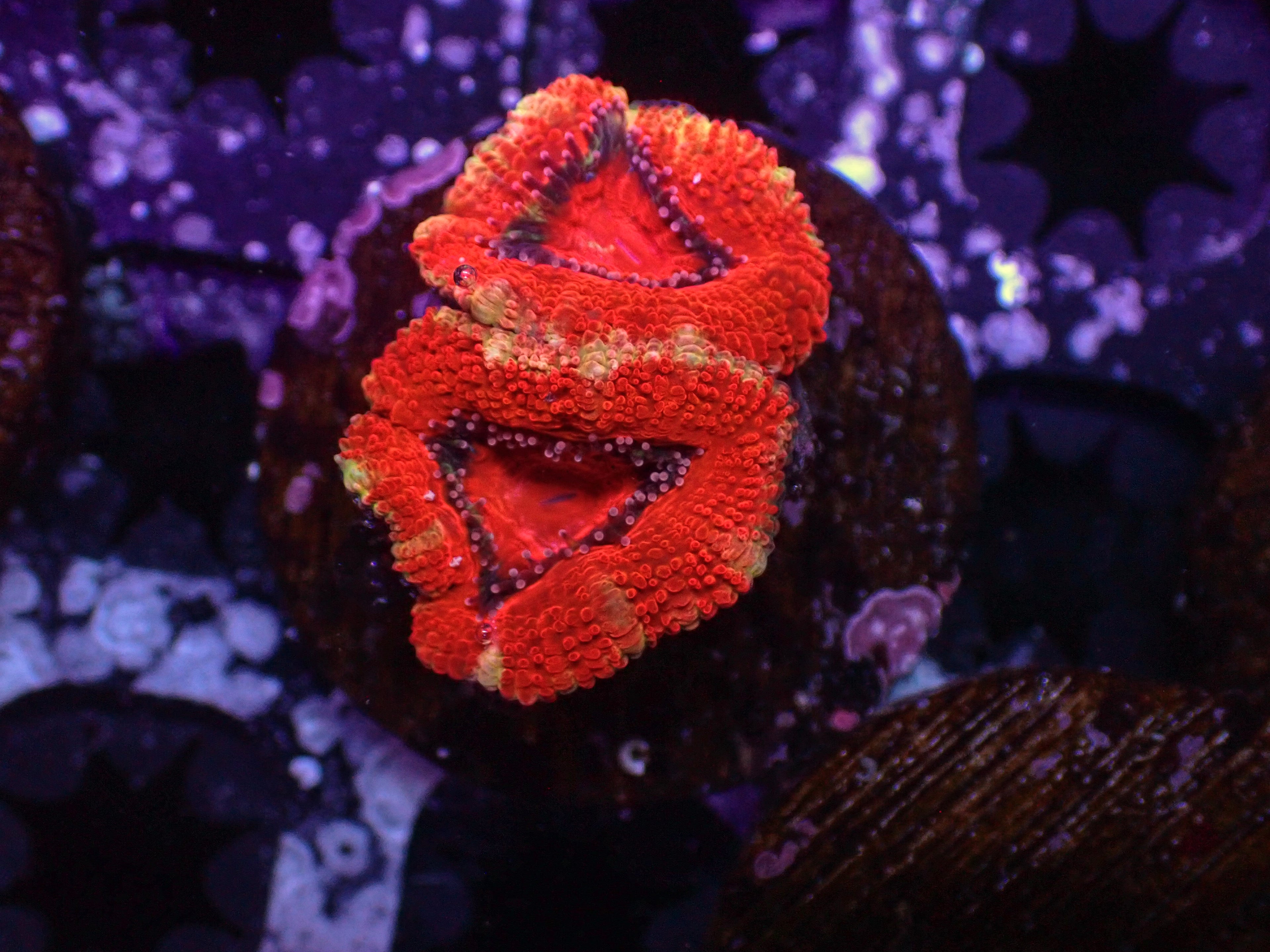 Ultra Acan - WYSIWYG 122