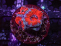 Ultra Acan - WYSIWYG 123