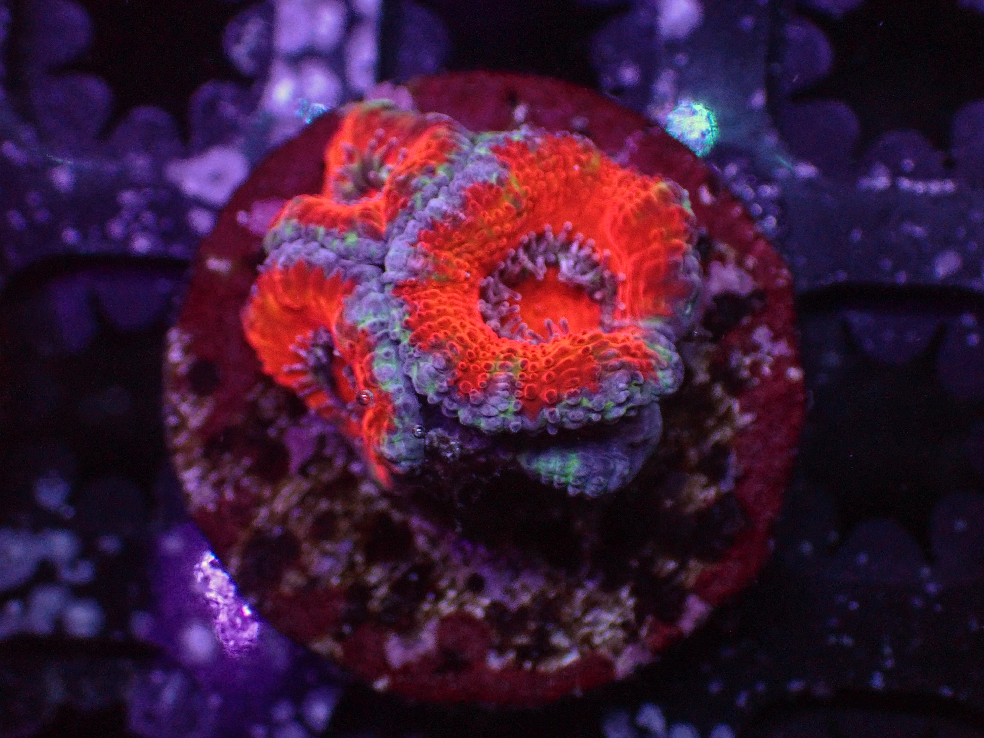 Ultra Acan - WYSIWYG 123