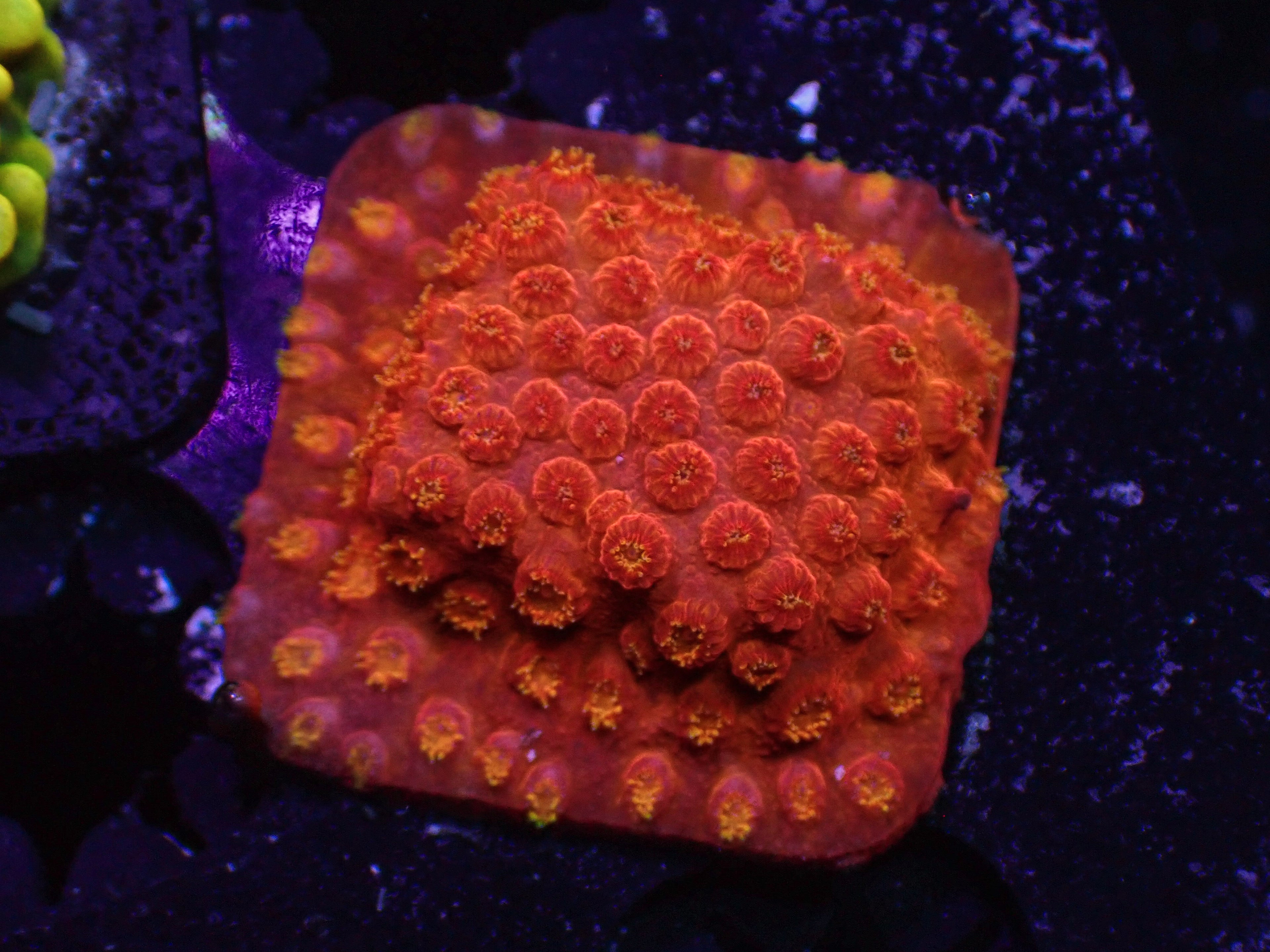 Ultra Cyphastrea - WYSIWYG 10