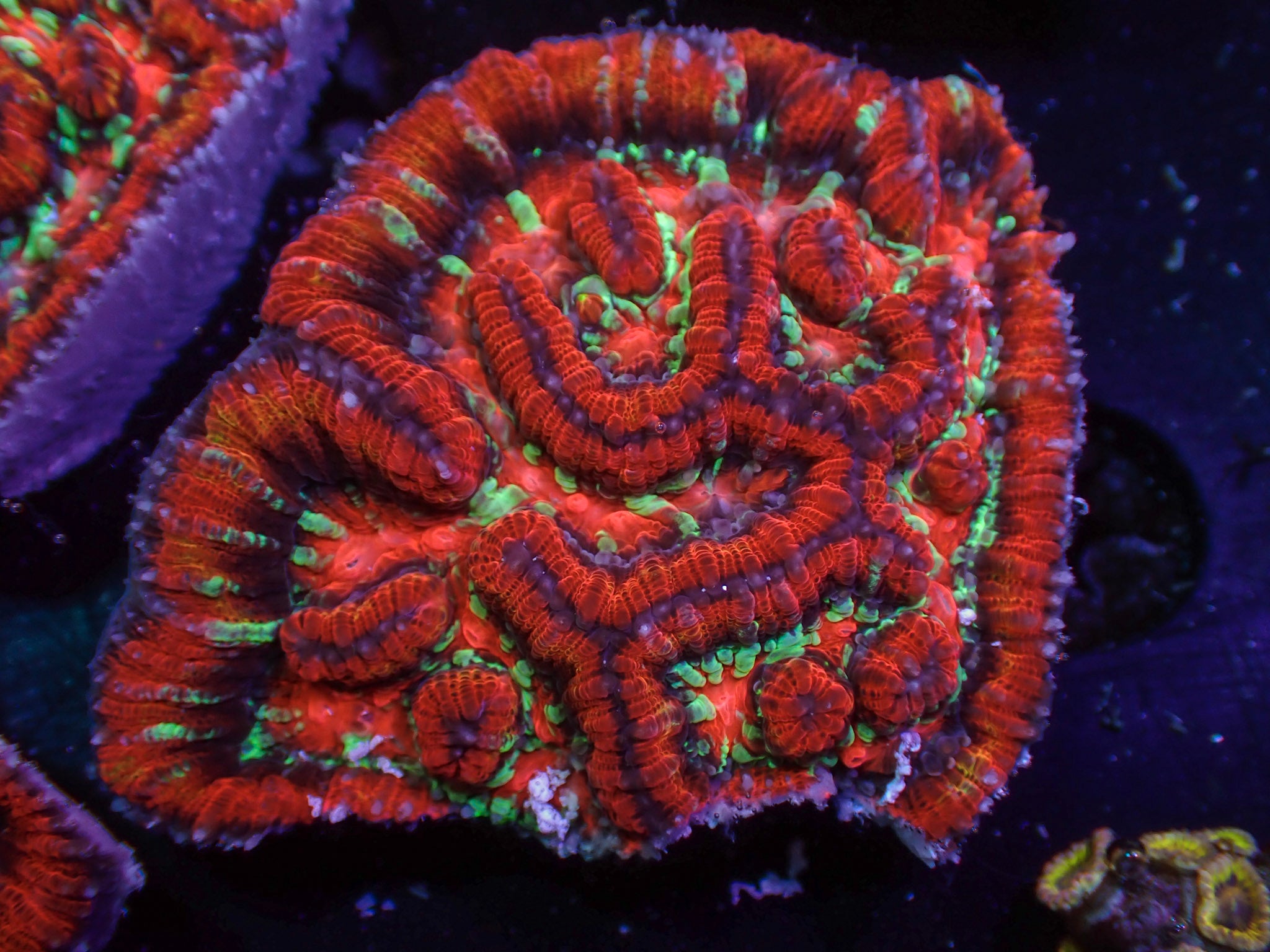 Ultra Wilsoni - WYSIWYG 186