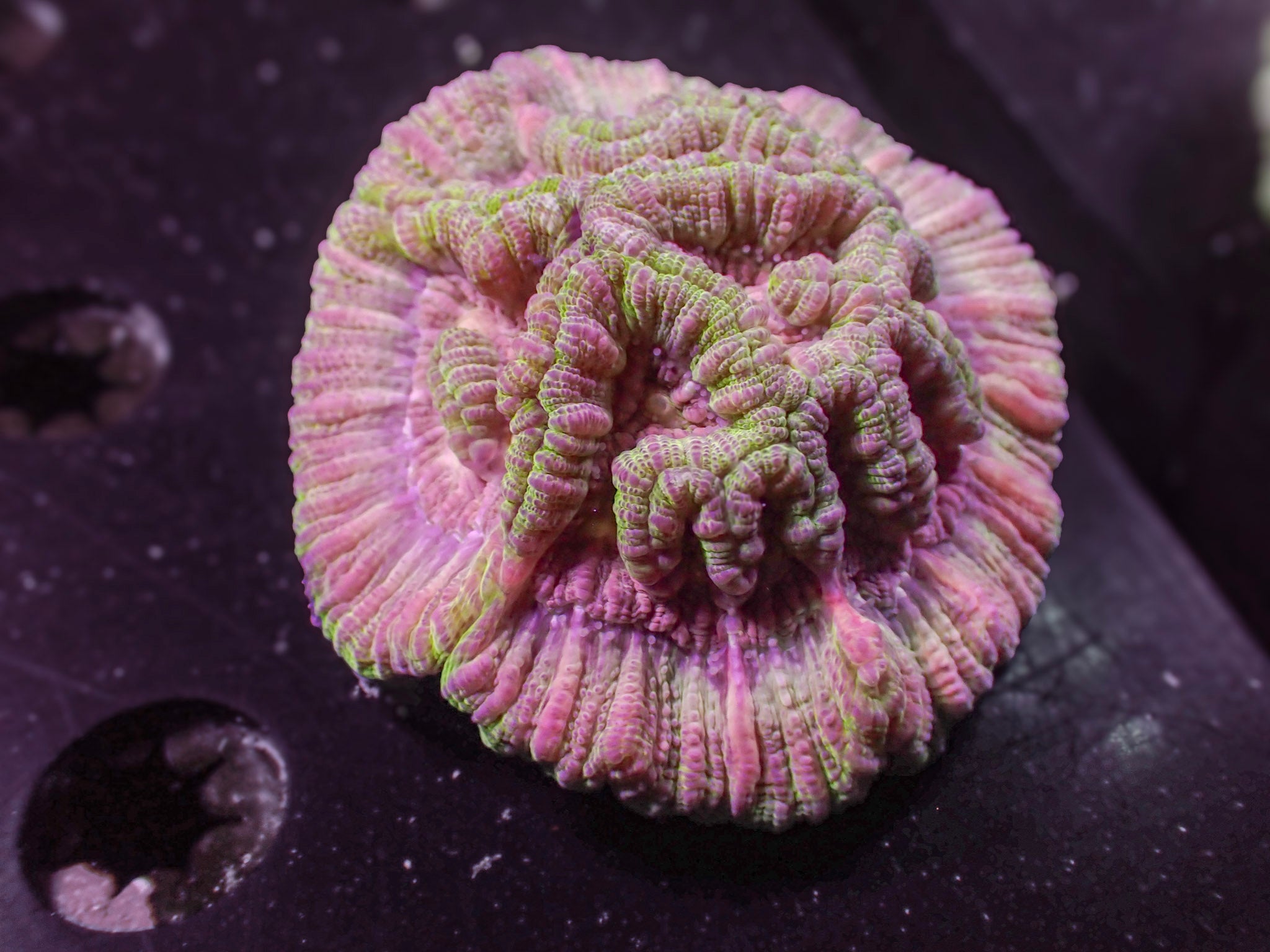 Pink Welso