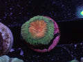 Watermelon Brain - WYSIWYG 88