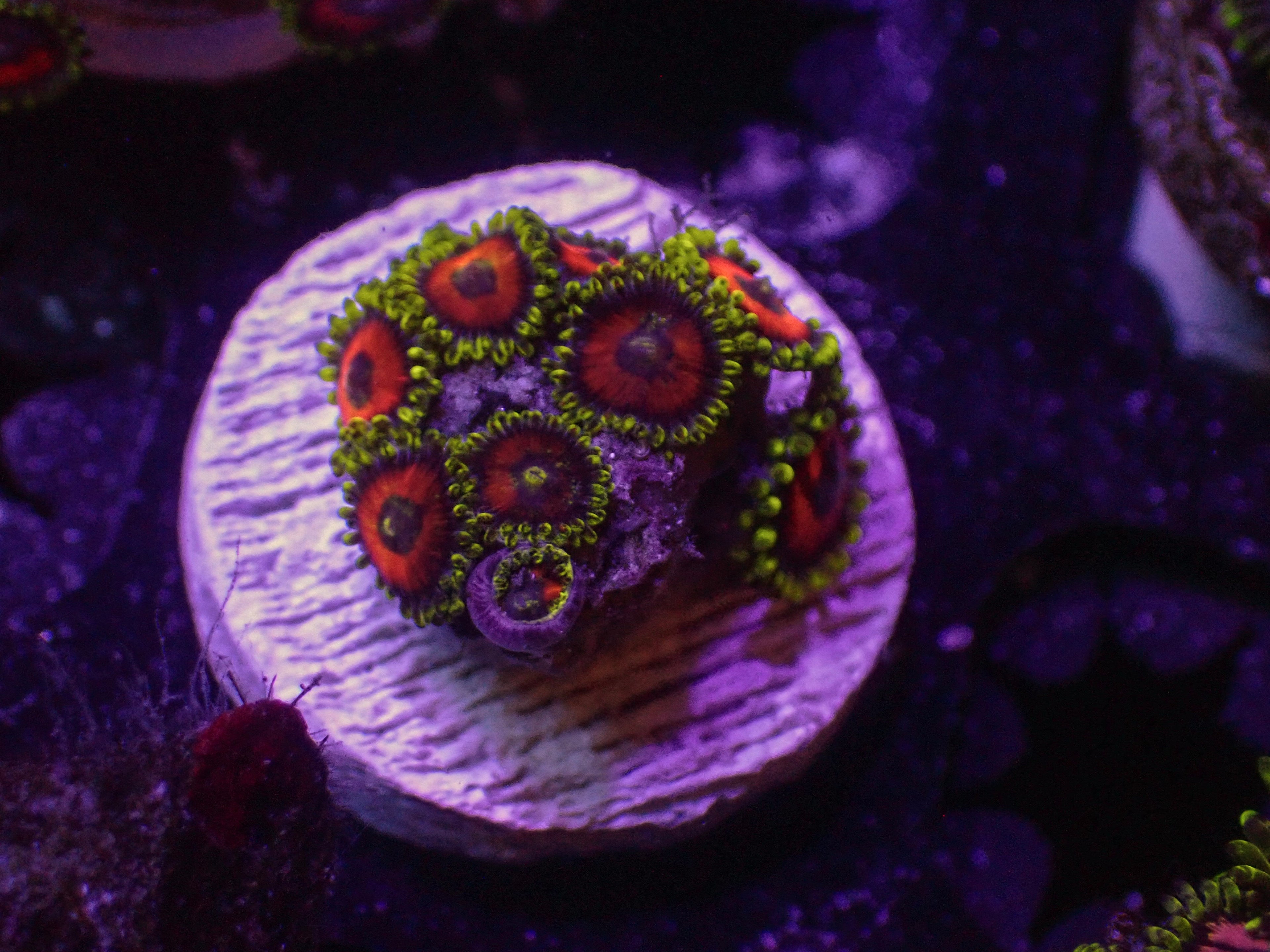 Watermelon Zoa - WYSIWYG 157