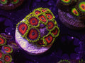 Whammin Watermelon Zoa - WYSIWYG 159