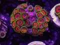 Whammin Watermelon Zoa - WYSIWYG 160