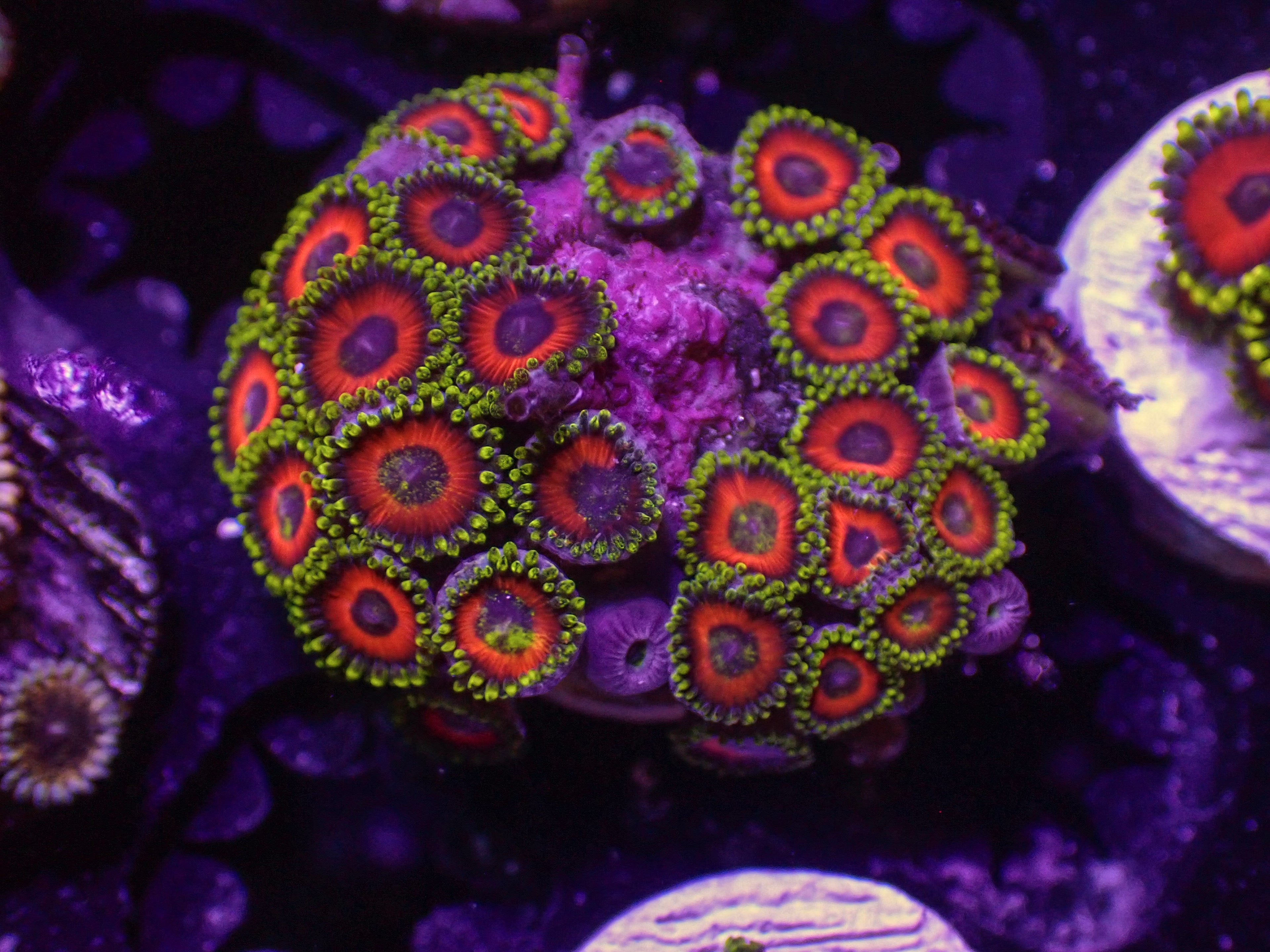 Whammin Watermelon Zoa - WYSIWYG 160