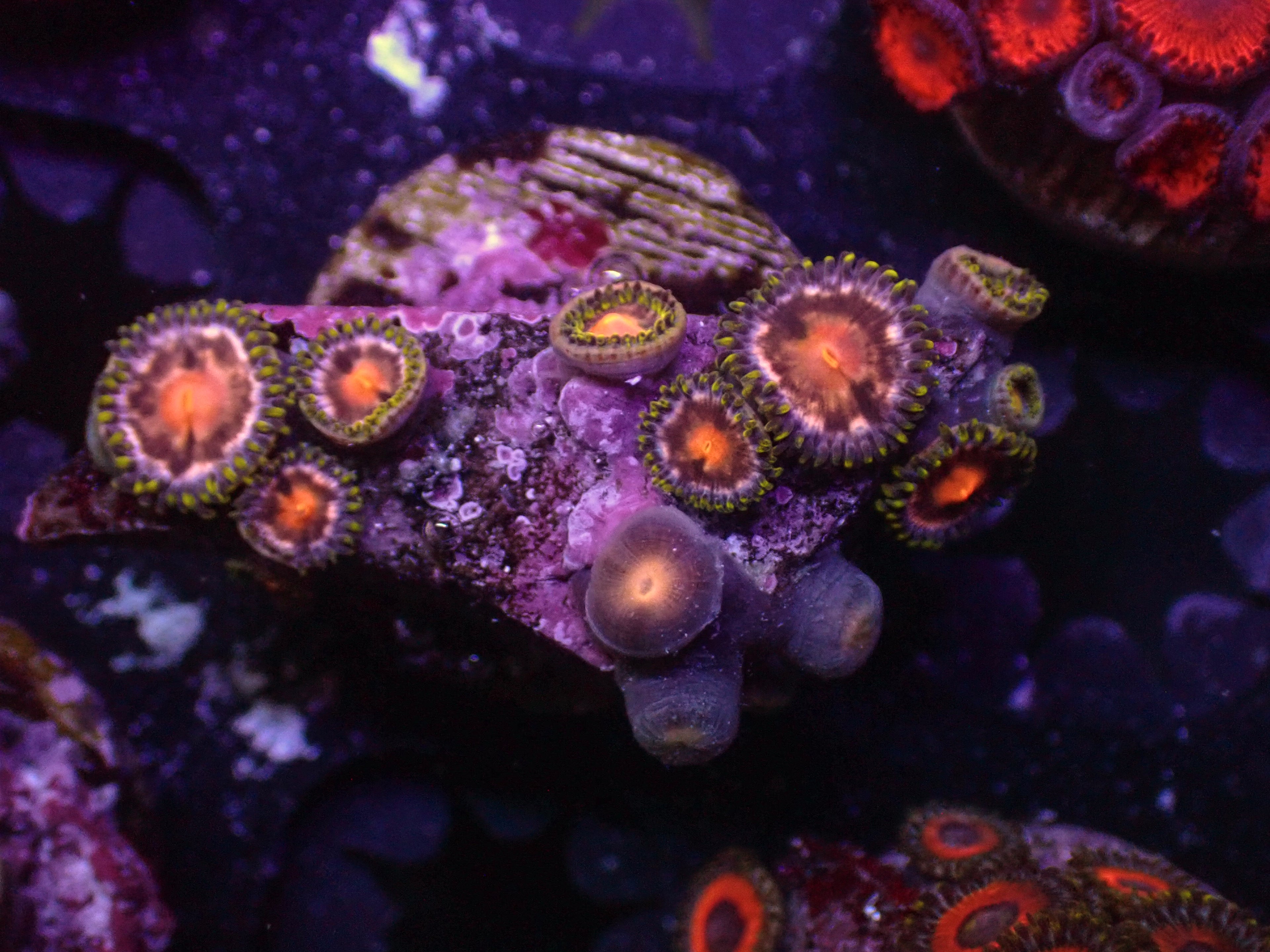 Wild Zoa - WYSIWYG 166