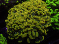 XL Golden Hammer Colony - WYSIWYG 97