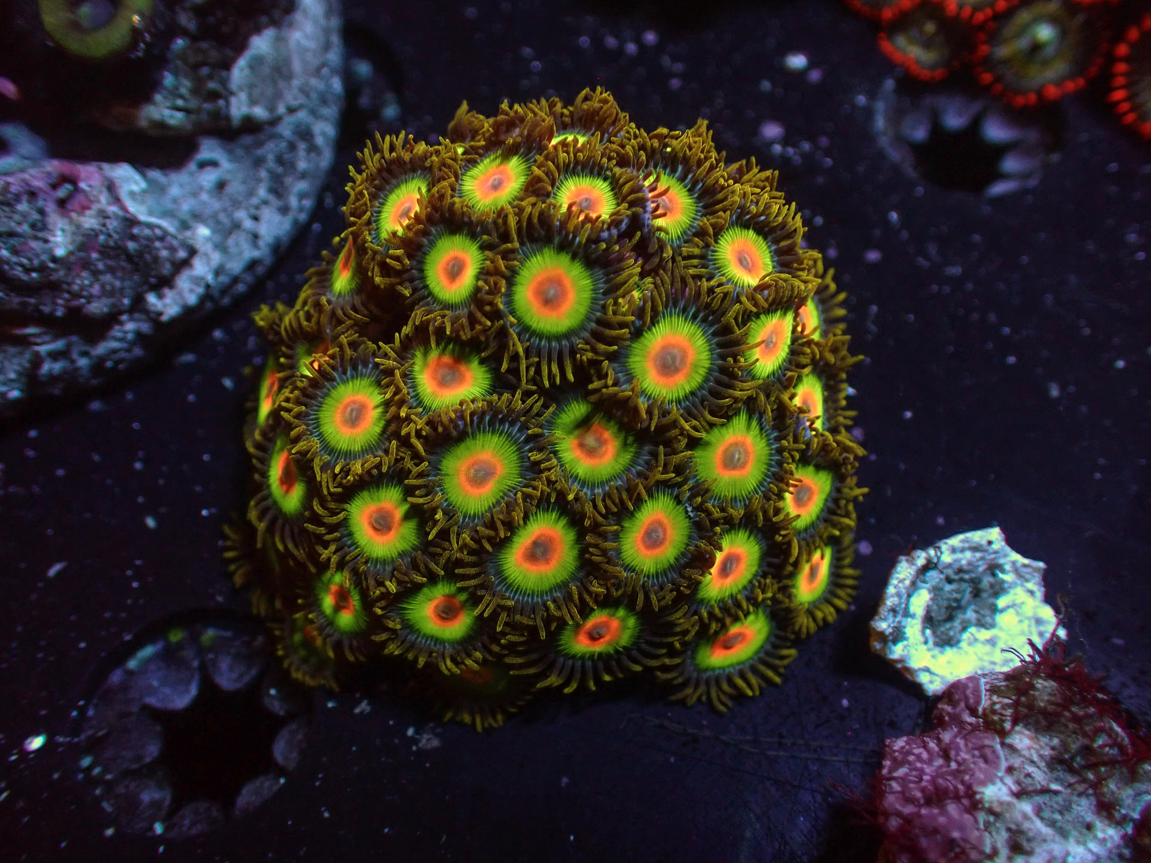XL Rasta Zoa Colony - WYSIWYG 168