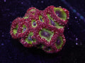 XL Ultra Blasto Colony - WYSIWYG 110