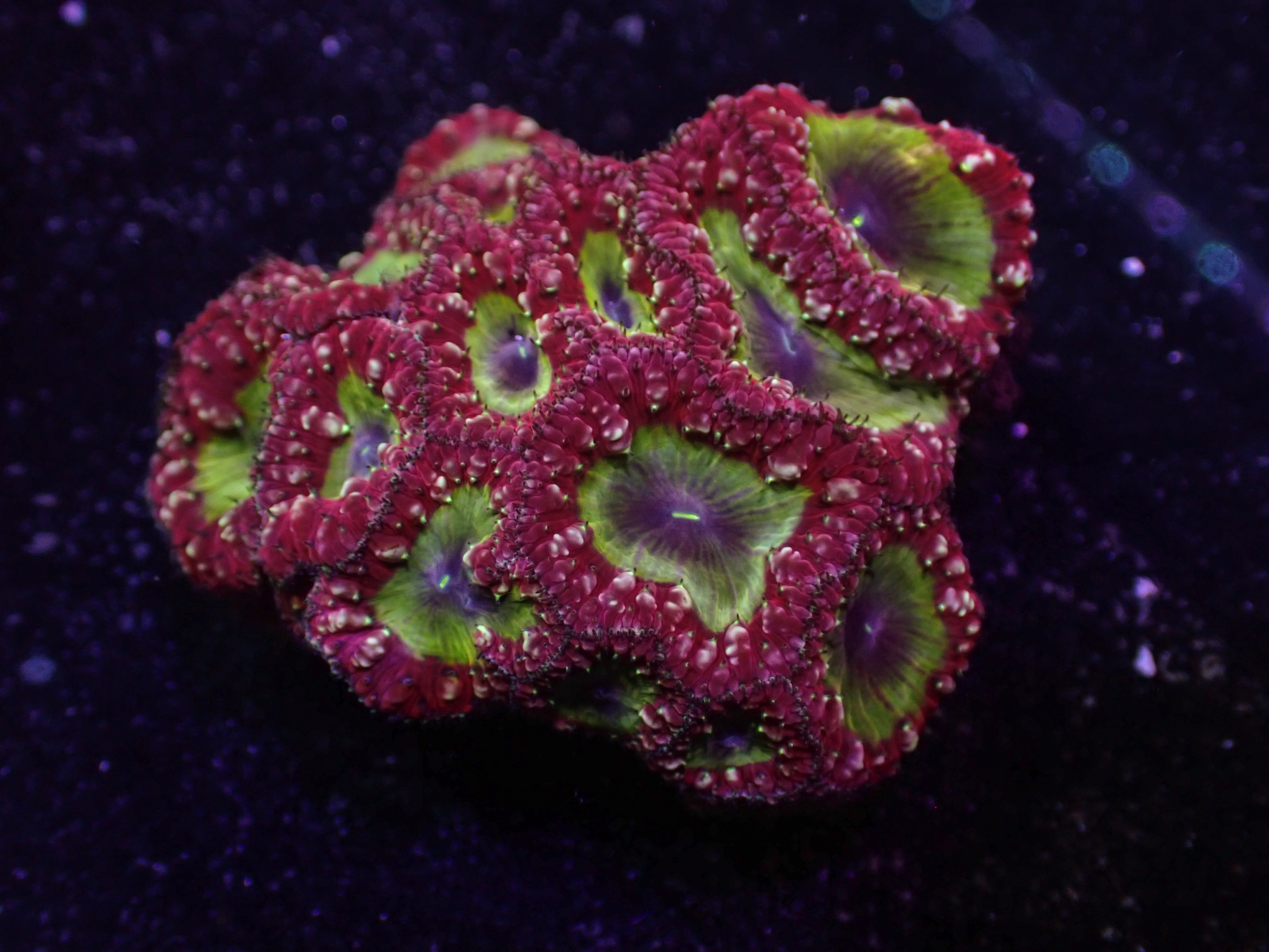 XL Ultra Blasto Colony - WYSIWYG 110