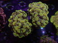Yellow Hammer 4Head - WYSIWYG 130