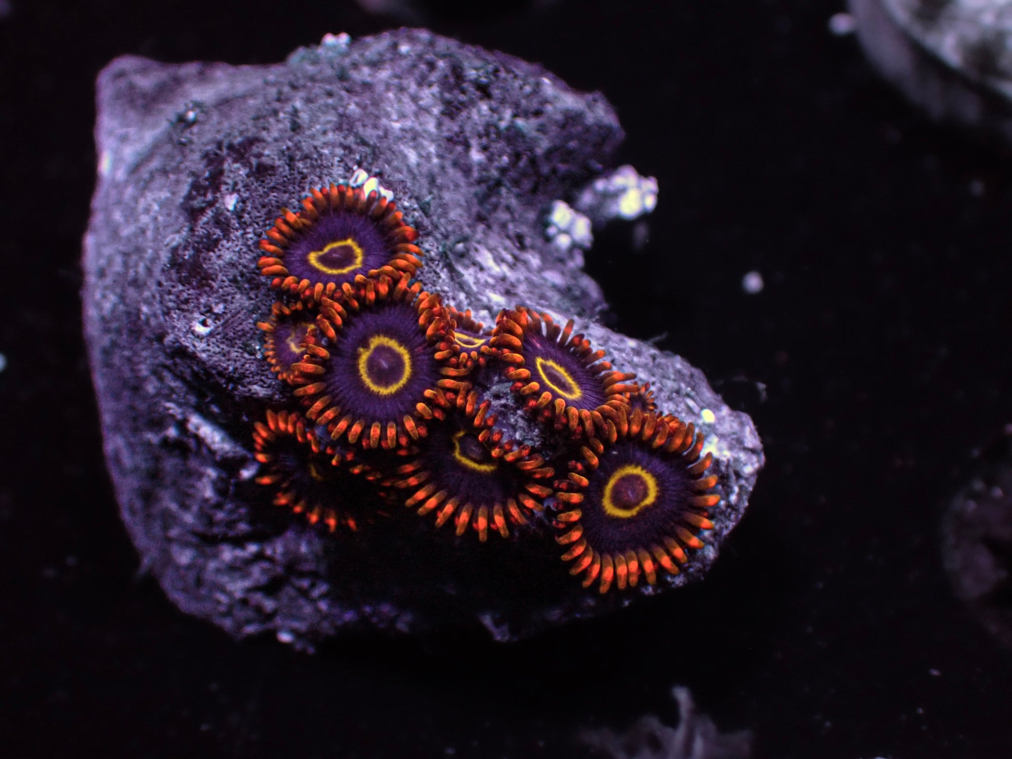 Orange Hornets Zoa