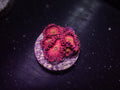 Playboy Zoa